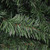 Colorado Spruce Artificial Commercial Christmas Wreath - 5' - Unlit